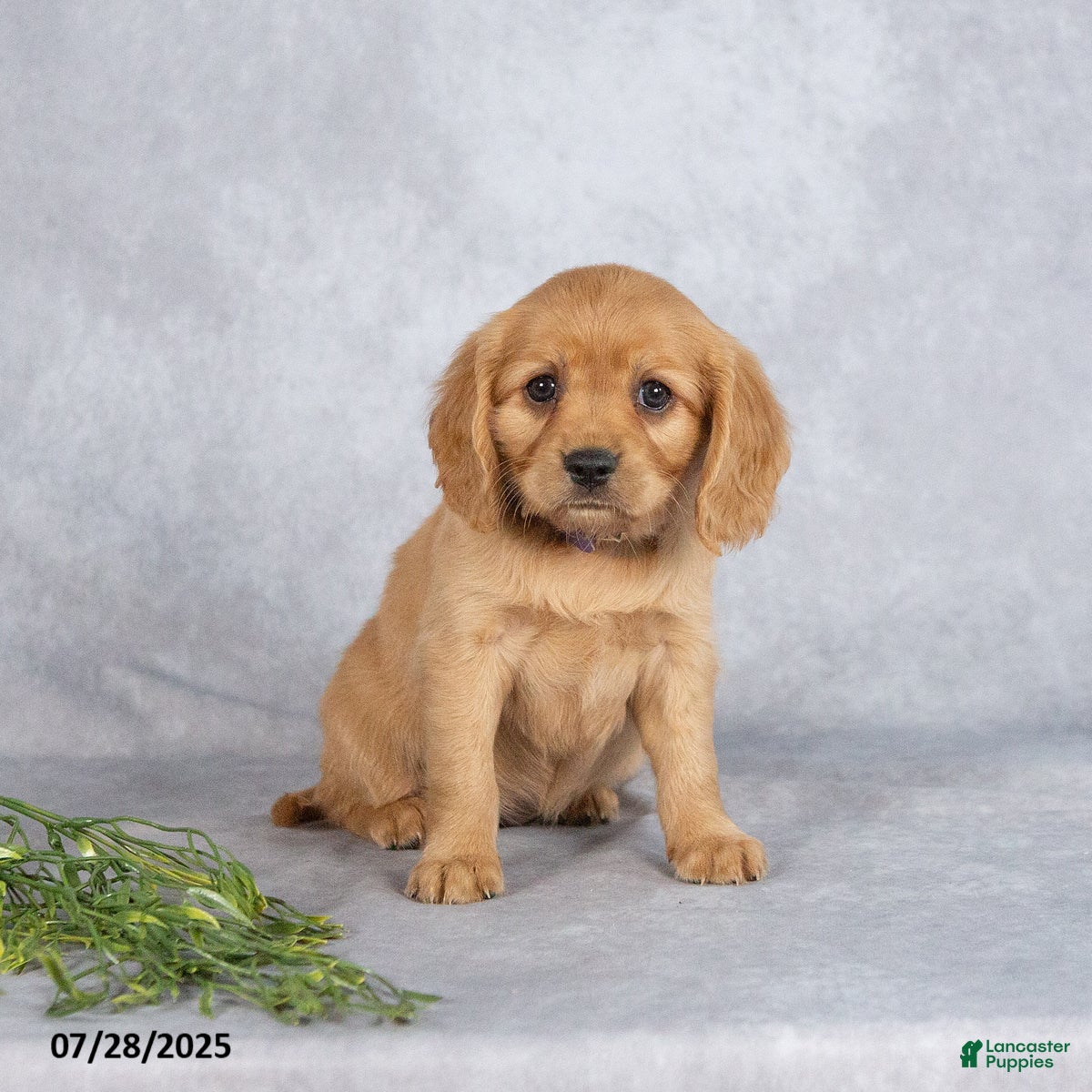Comfort Retrievers Small Golden Retriever Mix Comfort Retrievers