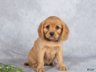Miniature Golden Retriever dogs - Ad 4