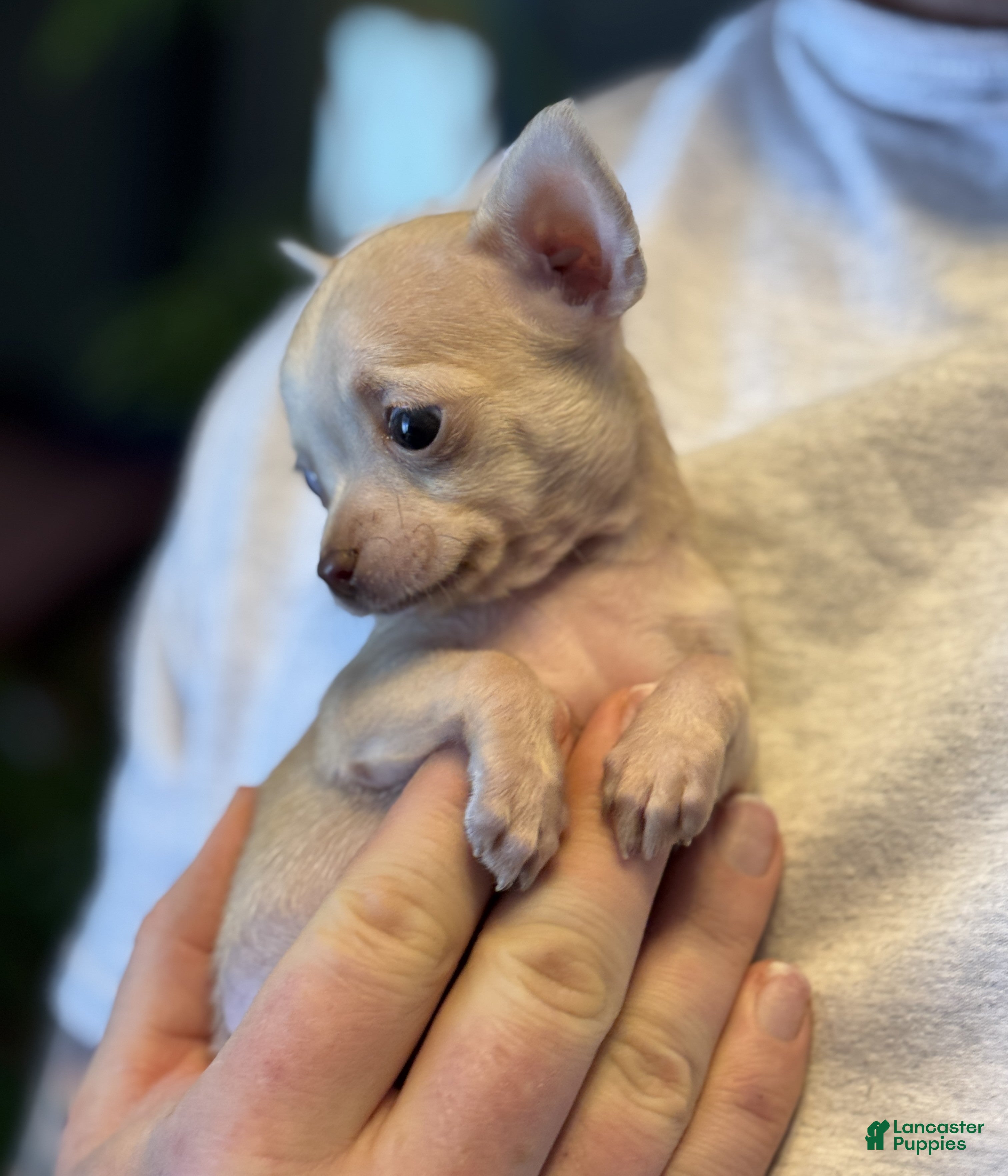 Mixed Breed dogs Little Prince  - Ad 39