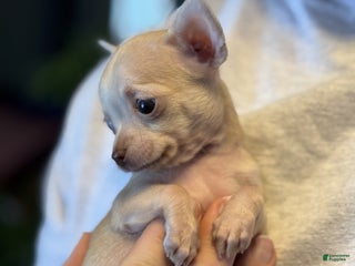 Mixed Breed dogs Little Prince - Ad 4
