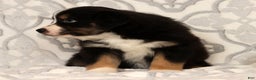 Miniature Australian Shepherd dogs for sale: Tracy - Ad 6