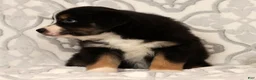 Miniature Australian Shepherd dogs for sale: Tracy - Ad 6