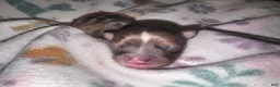Chihuahua dogs for sale: Chihuahua 4 - Ad 2