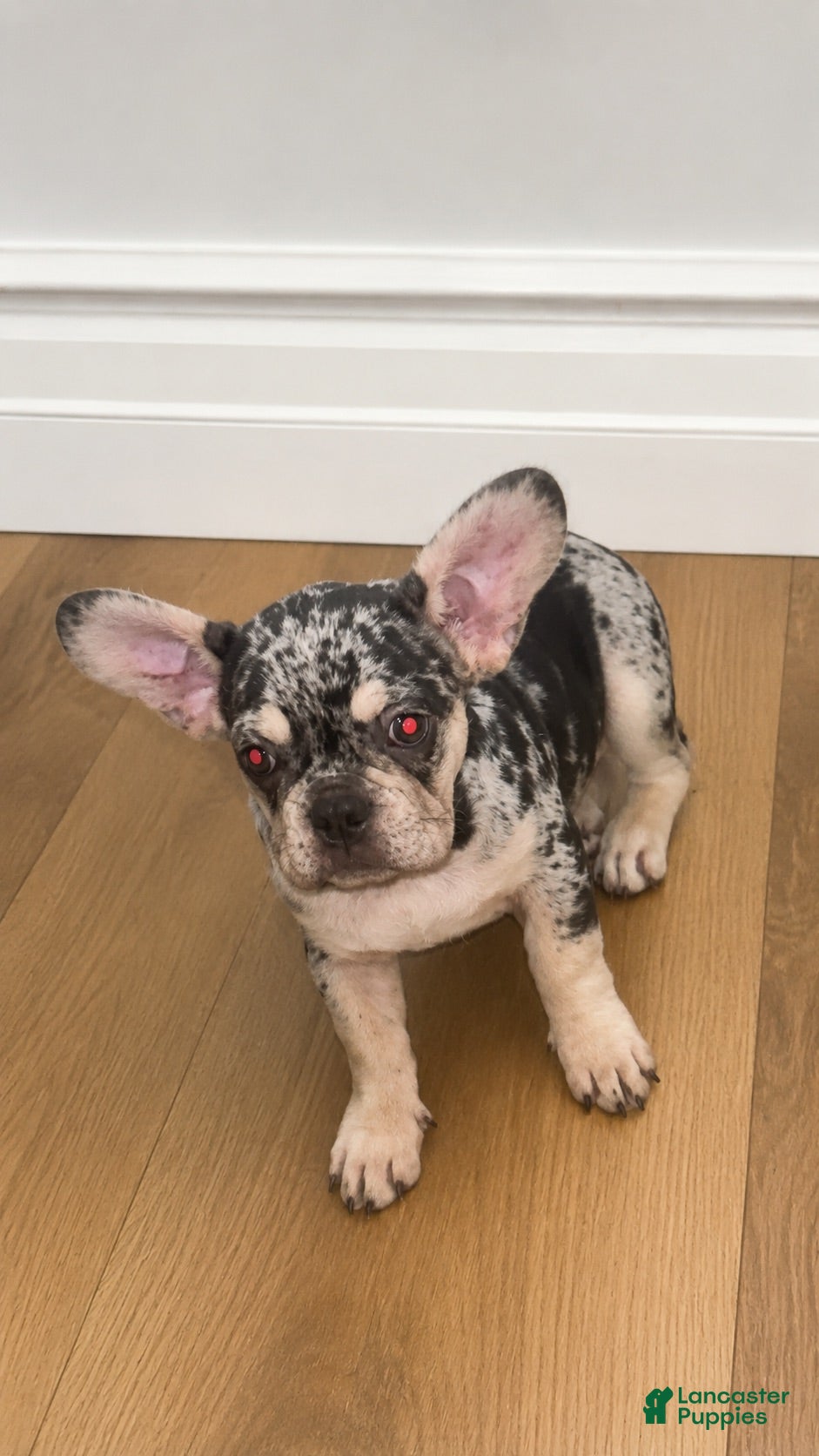 French Bulldog dogs for sale: French Bulldog 1 - Ad 1