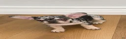 French Bulldog dogs for sale: French Bulldog 1 - Ad 1