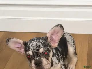 French Bulldog dogs French Bulldog 1 - Ad 9