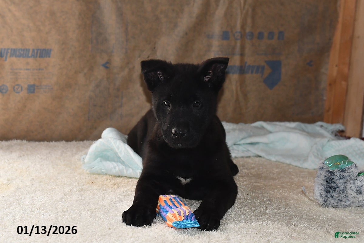 Belgian Malinois dogs Pepper - Ad 7