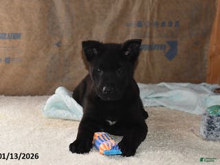 Belgian Malinois dogs Pepper - Ad 12