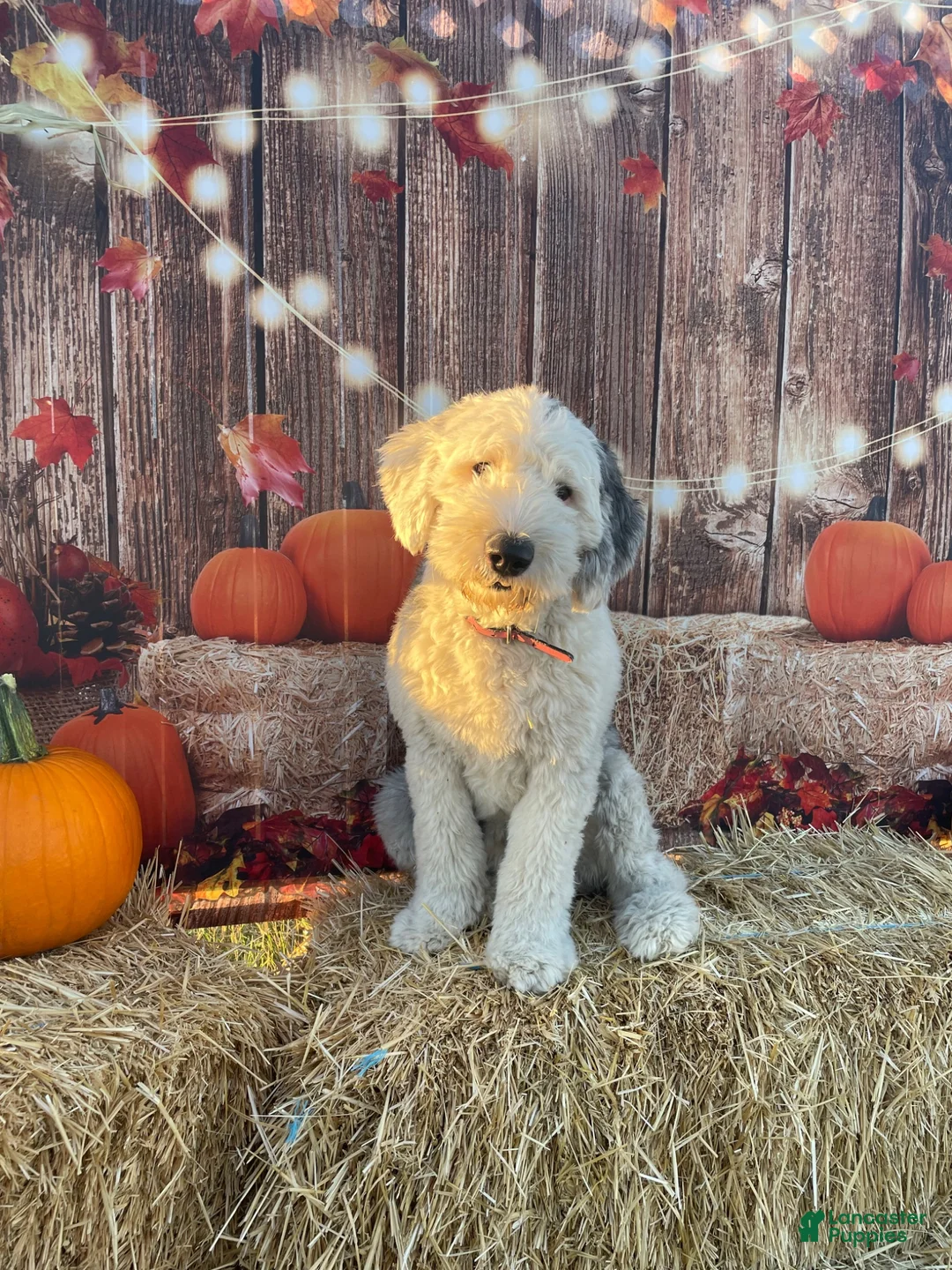 Sheepadoodle dogs for sale: Motto Motto - Ad 2