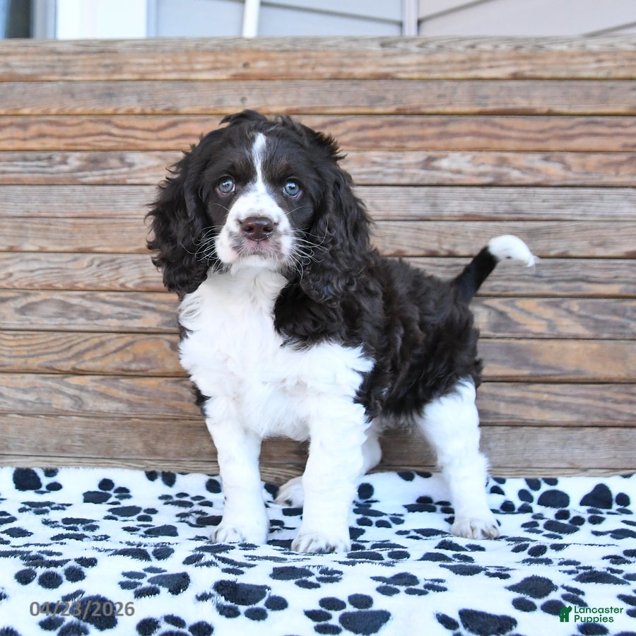 Mixed Breed dogs Patches - Ad 1