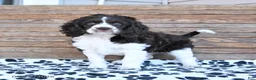 Mixed Breed dogs for sale: Patches - Ad 12