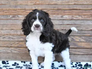Mixed Breed dogs for sale: Patches - Ad 1