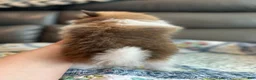 Pomeranian dogs for sale: Bella - Ad 9