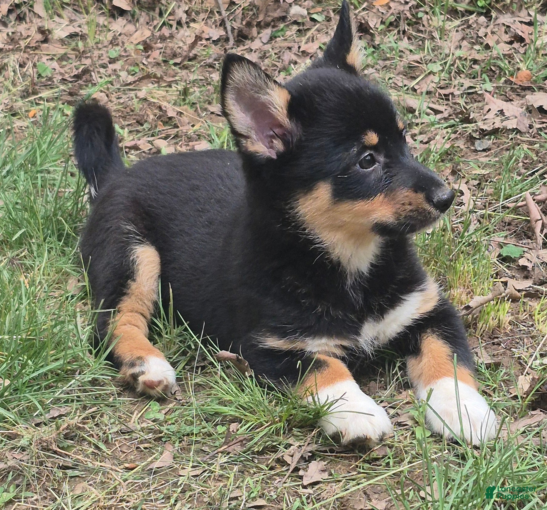 Mixed Breed dogs Mixed Breed Puppy 1 - Ad 1