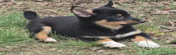 Mixed Breed dogs for sale: Mixed Breed Puppy 1 - Ad 1