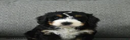 Bernedoodle dogs for sale: Stanley - Ad 5