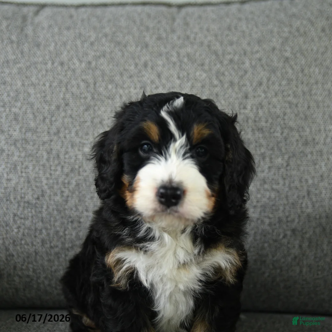 Bernedoodle dogs for sale: Stanley - Ad 5