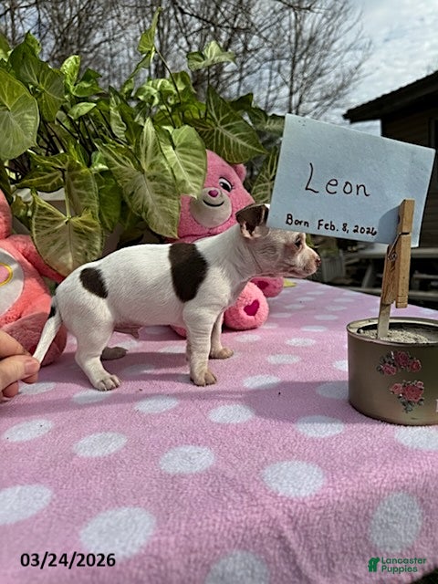 Chihuahua dogs Leon - Ad 2