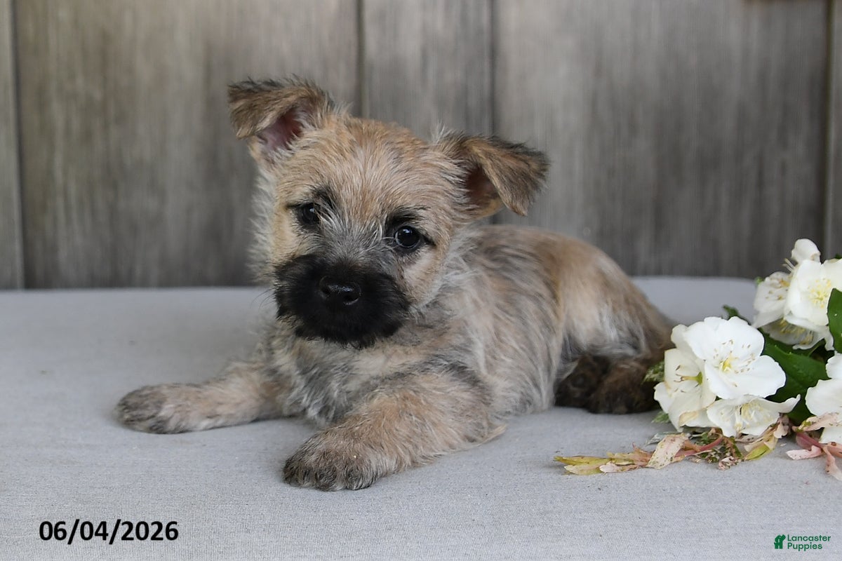 Cairn Terrier dogs for sale: Jody - Ad 2