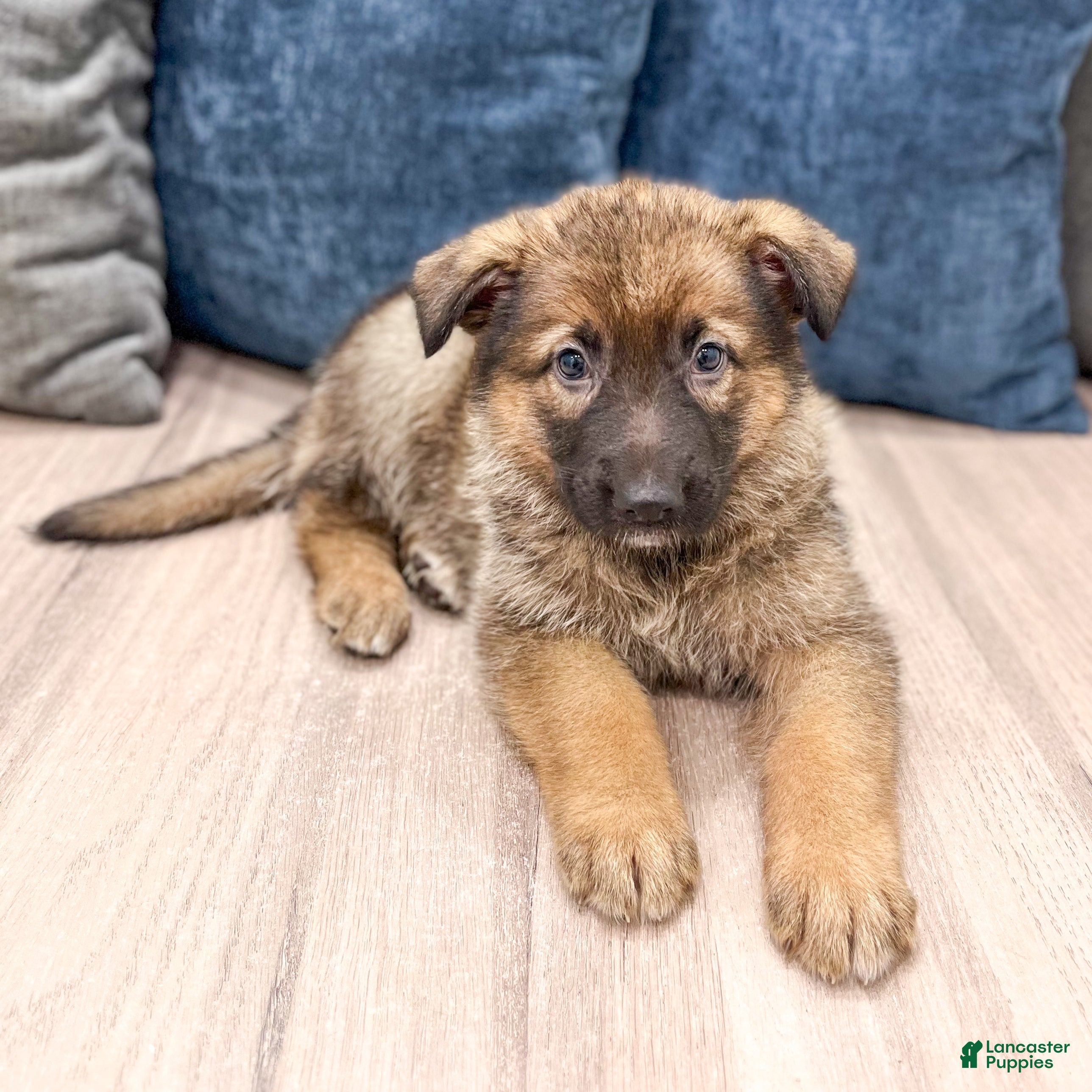 German Shepherd dogs Kandy - Ad 2