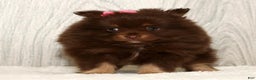 Pomeranian dogs for sale: Whitney - Ad 7