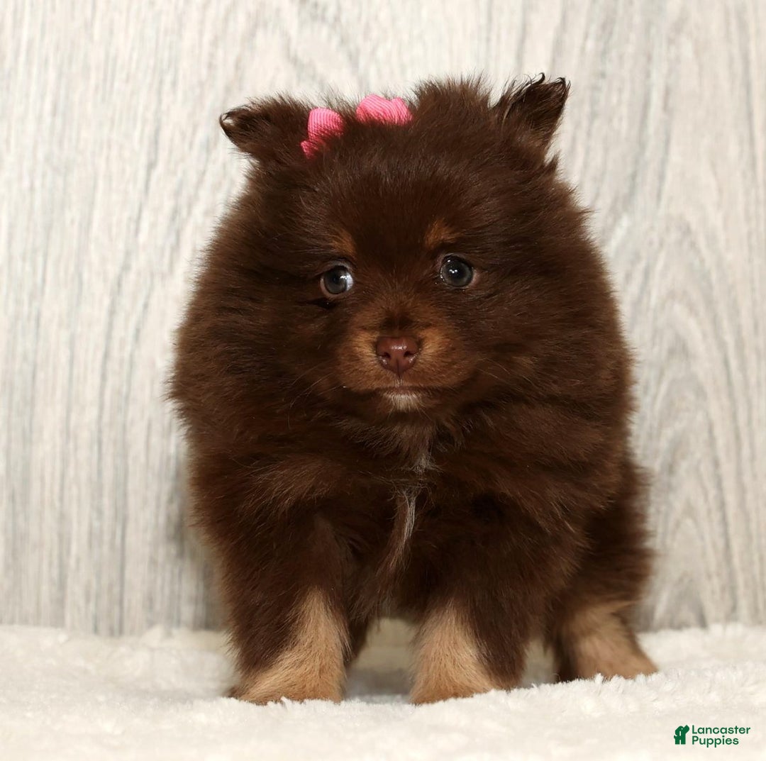 Pomeranian dogs for sale: Whitney - Ad 7