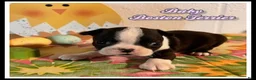 Boston Terrier dogs for sale: Baby - Ad 1