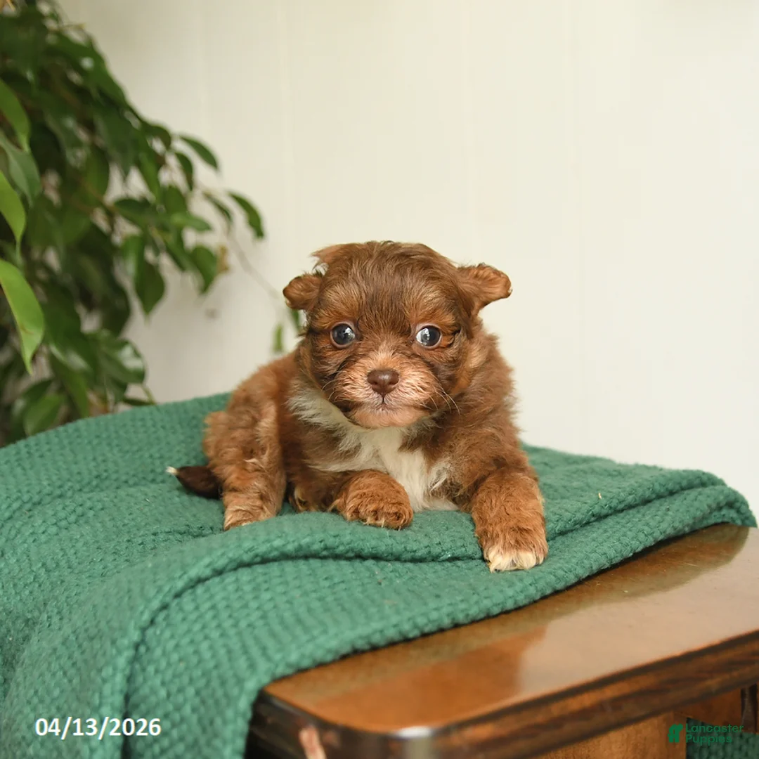 Pomapoo dogs for sale: Lilac - Ad 3