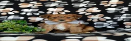 Shorkie dogs for sale: Ludlow Hypoallergenic - Ad 2