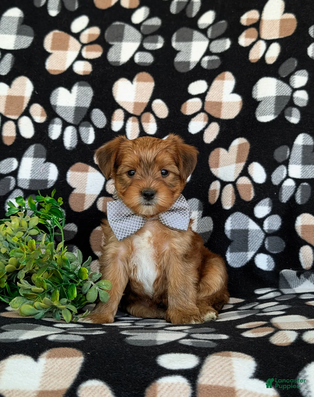 Shorkie dogs for sale: Ludlow Hypoallergenic - Ad 2