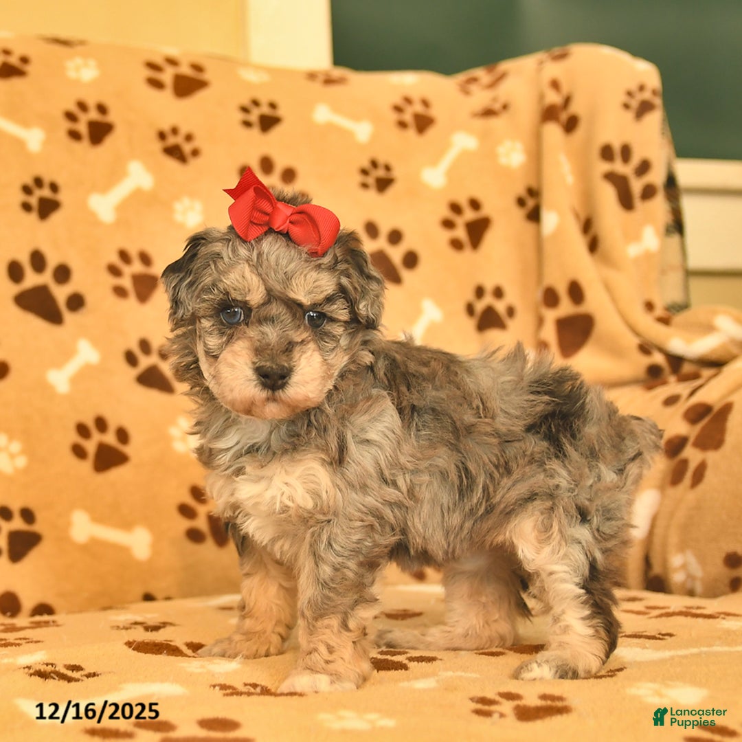 Toy Poodle dogs for sale: Mercy - Ad 5