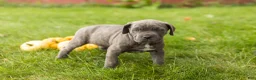 Cane Corso dogs for sale: Bonnie - Ad 4
