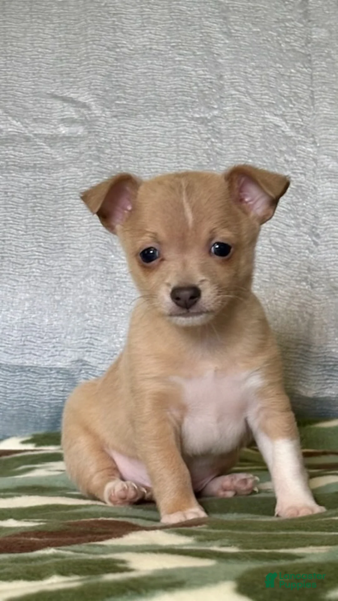 Chiweenie dogs for sale: Rambo - Ad 7