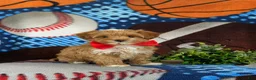 Maltipoo dogs for sale: Rafael 7 lbs Full Grown - Ad 3