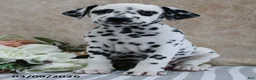 Dalmatian dogs for sale: Heidi - Ad 3