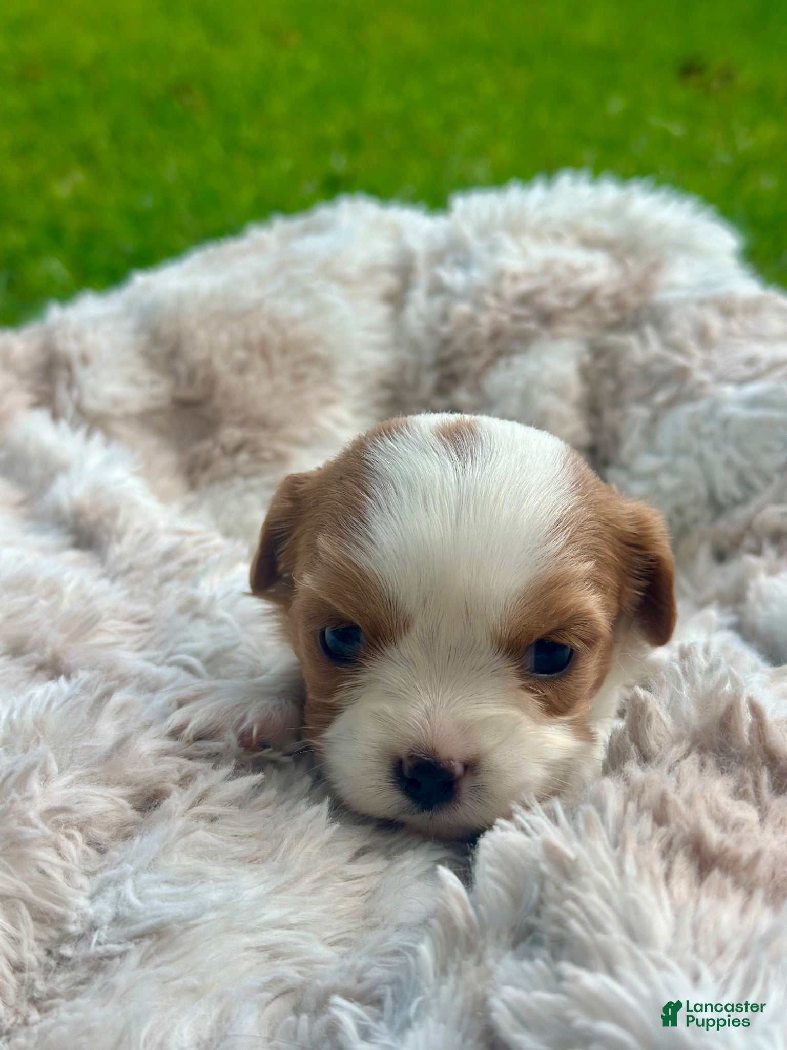 Cavalier King Charles Spaniel dogs Charleston - Ad 4