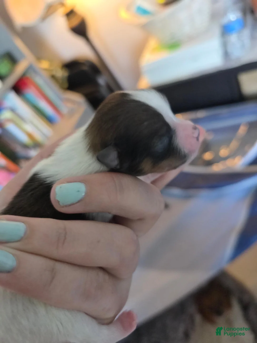 Pomeranian dogs for sale: Truffle - Ad 2