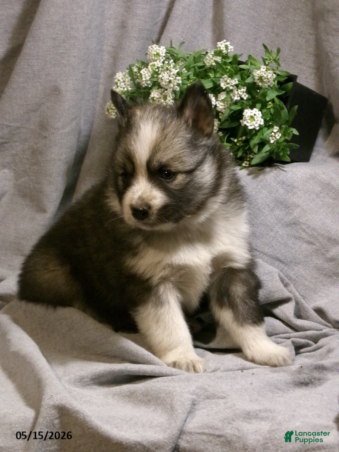 Pomsky dogs Emma - Ad 2