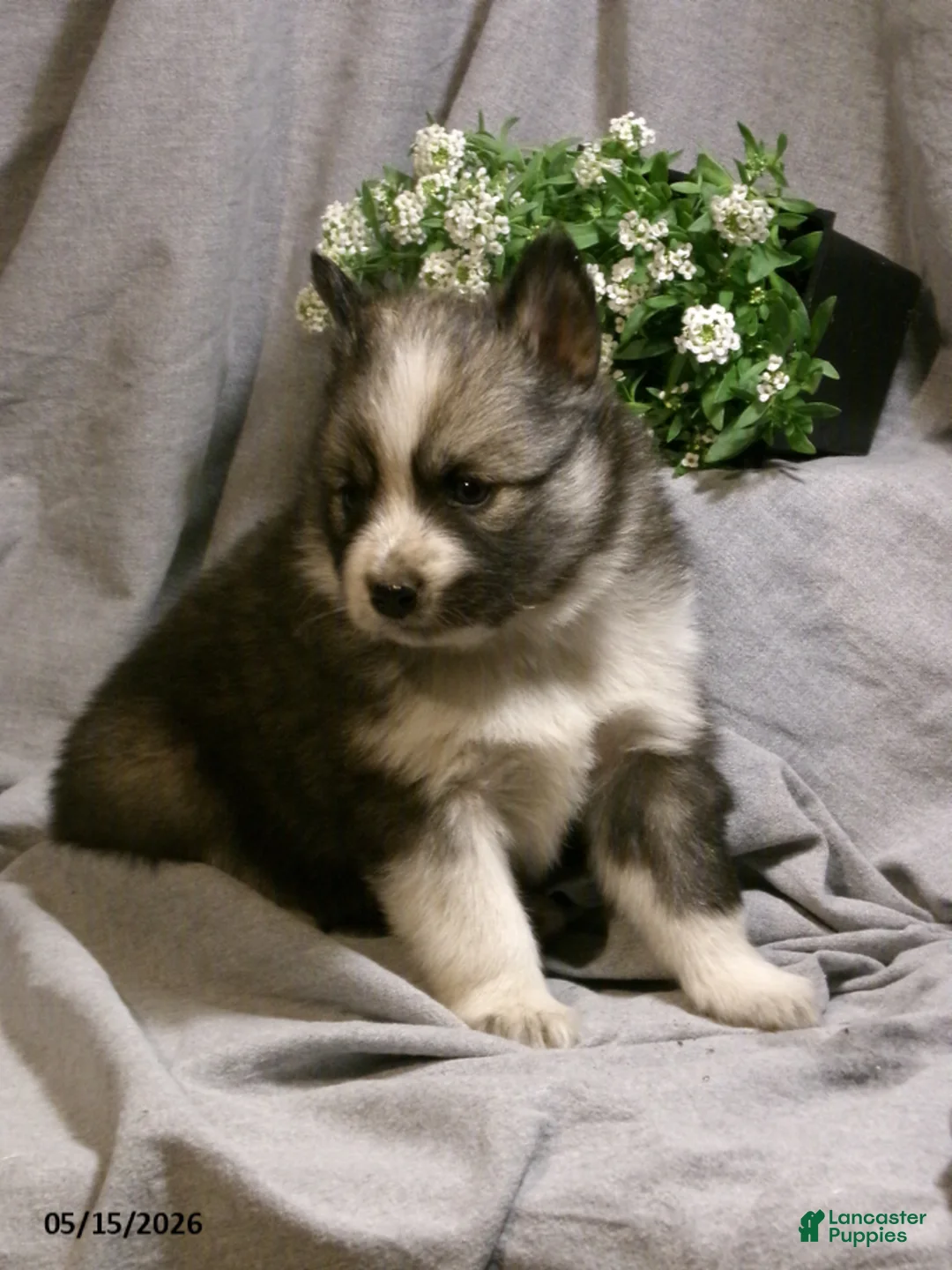 Pomsky dogs for sale: Emma - Ad 2