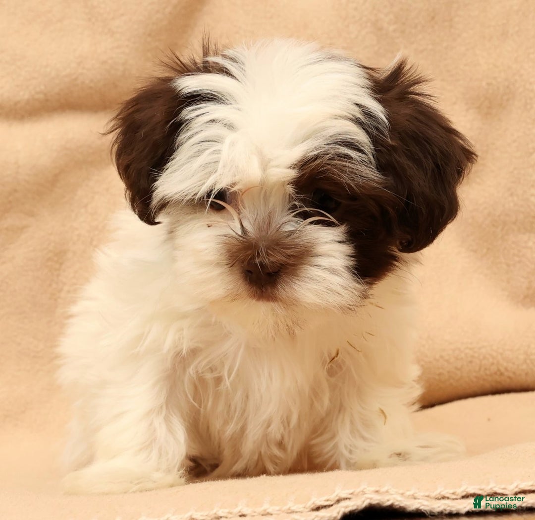 Havanese dogs for sale: Bella - Ad 6