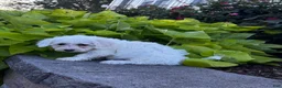Bichon Frise dogs for sale: Bailey  - Ad 3