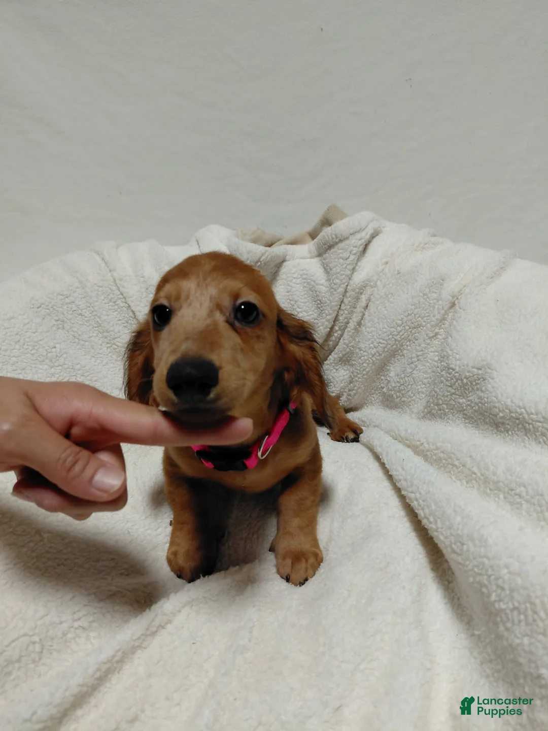 Miniature Dachshund dogs for sale: Girl 1 - Ad 4
