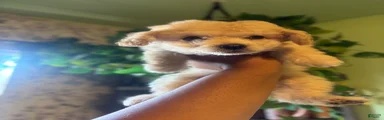 Kora