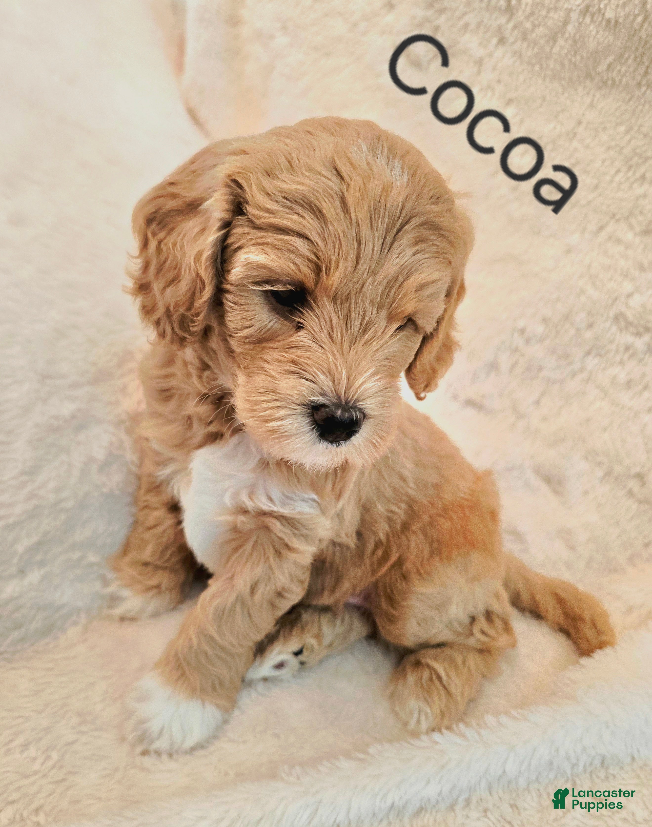 Goldendoodle dogs Cocoa - Ad 10