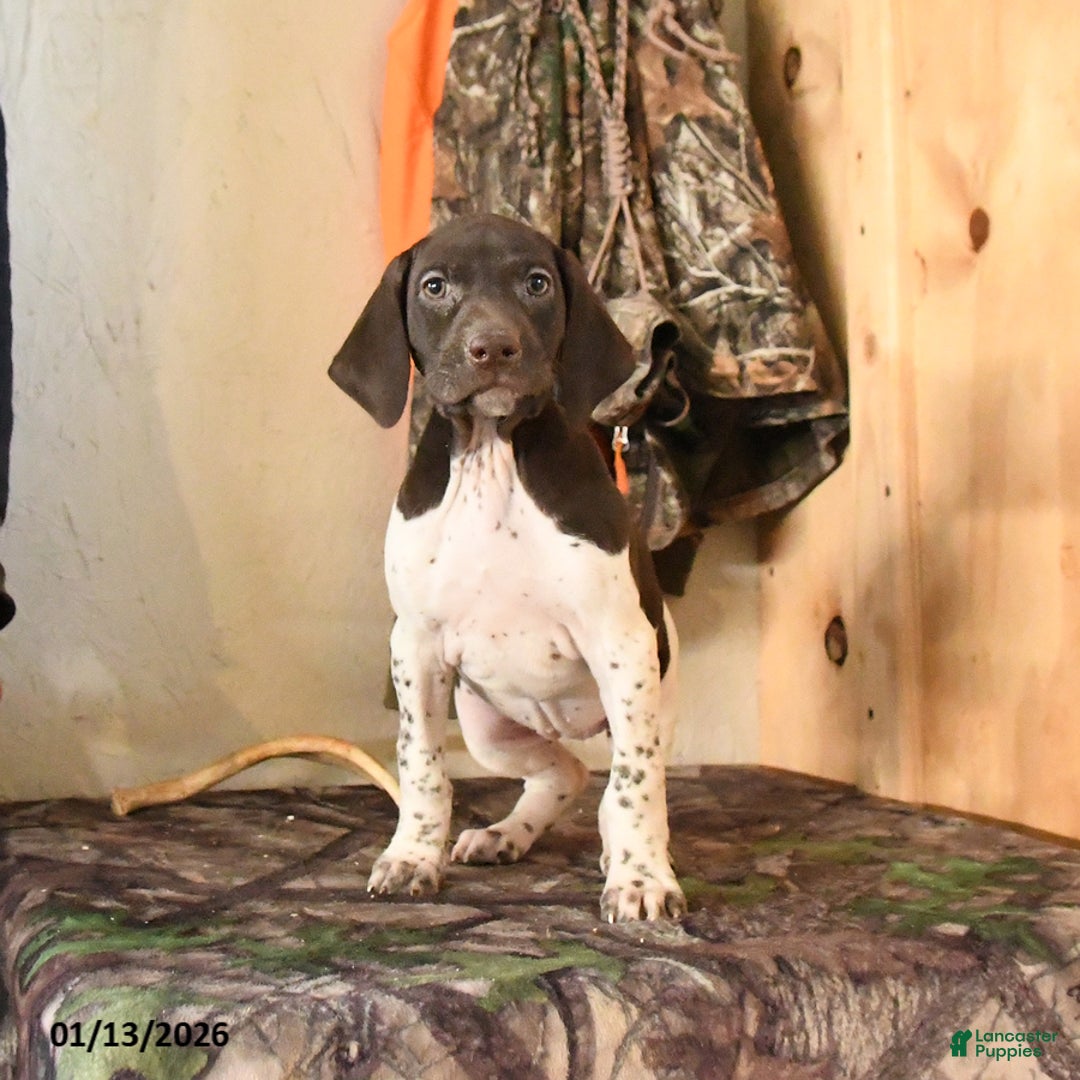 German Shorthaired Pointer dogs for sale: Halo - Ad 4