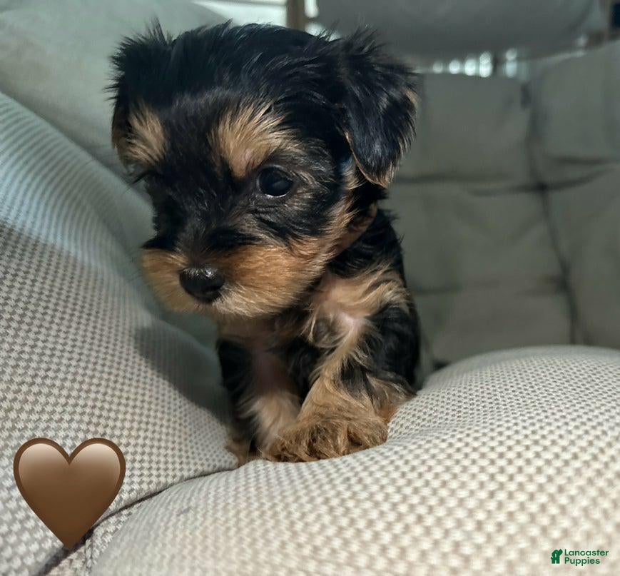 Yorkshire Terrier dogs Ben - Ad 42