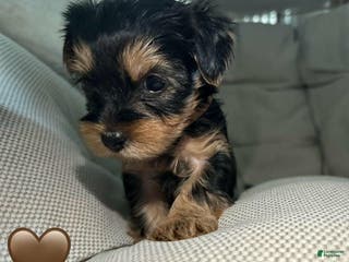 Yorkshire Terrier dogs Ben - Ad 42