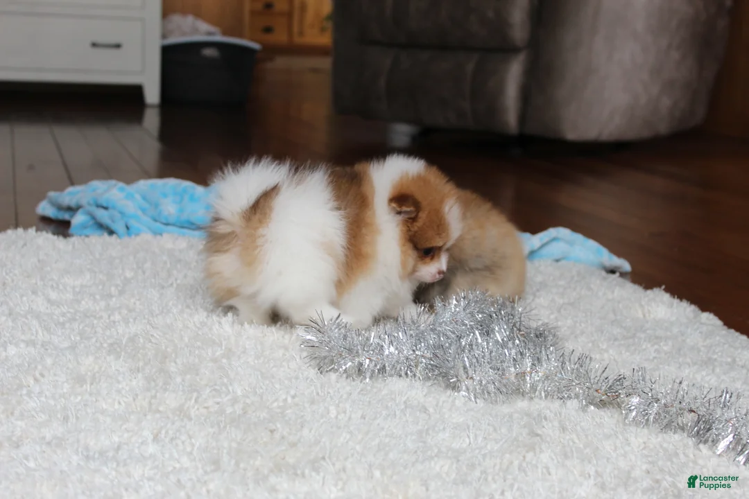 Pomeranian dogs for sale: Kenny - Ad 4