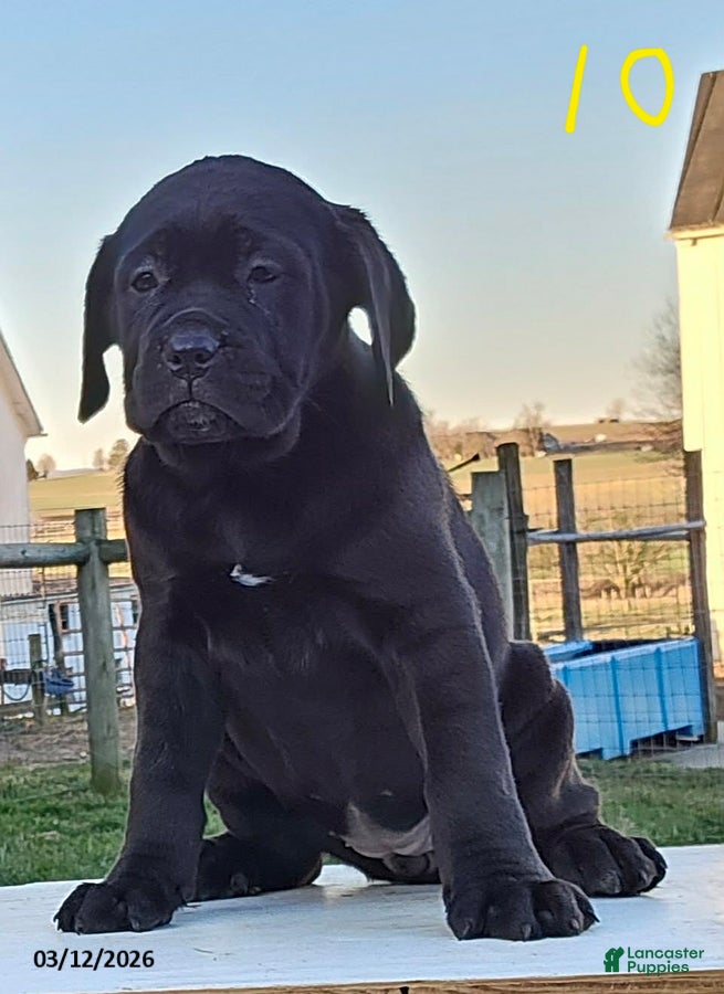 Cane Corso dogs Aven - Ad 1