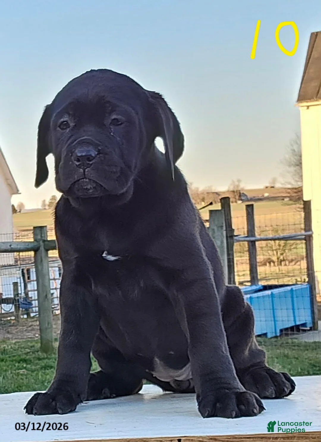 Cane Corso dogs for sale: Aven - Ad 1